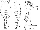 Espce Oithona sp. - Planche 2 de figures morphologiques