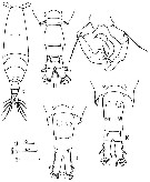 Espce Acartia (Odontacartia) ohtsukai - Planche 4 de figures morphologiques