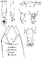 Espce Acartia (Odontacartia) amboinensis - Planche 2 de figures morphologiques