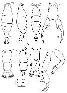 Species Labidocera minuta - Plate 9 of morphological figures