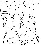 Espce Calanopia elliptica - Planche 4 de figures morphologiques