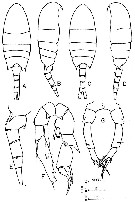 Espce Pseudodiaptomus arabicus - Planche 1 de figures morphologiques