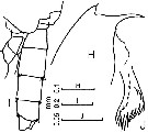 Species Euchaeta concinna - Plate 11 of morphological figures