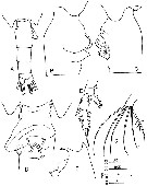 Espce Euchaeta concinna - Planche 10 de figures morphologiques