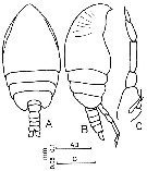 Espce Parvocalanus crassirostris - Planche 7 de figures morphologiques