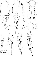 Espce Parvocalanus crassirostris - Planche 6 de figures morphologiques