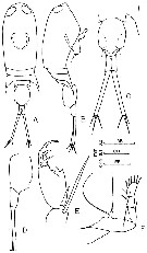 Espce Corycaeus (Ditrichocorycaeus) lubbocki - Planche 4 de figures morphologiques