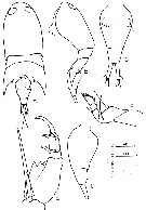 Espce Corycaeus (Onychocorycaeus) pacificus - Planche 4 de figures morphologiques