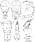 Espce Sapphirina nigromaculata - Planche 3 de figures morphologiques