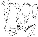 Espce Oncaea clevei - Planche 4 de figures morphologiques
