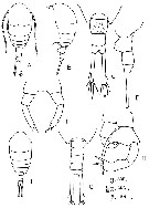 Espce Temora turbinata - Planche 10 de figures morphologiques
