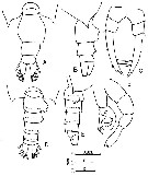 Espce Candacia bradyi - Planche 4 de figures morphologiques