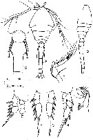 Espce Oithona attenuata - Planche 10 de figures morphologiques