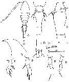 Espce Oithona plumifera - Planche 6 de figures morphologiques