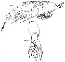 Espce Anomalocera opalus - Planche 1 de figures morphologiques