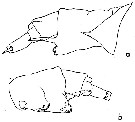 Espce Anomalocera opalus - Planche 2 de figures morphologiques