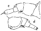Espce Anomalocera patersoni - Planche 20 de figures morphologiques