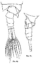 Espce Anomalocera opalus - Planche 4 de figures morphologiques