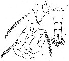 Espce Acartia (Acanthacartia) steueri - Planche 3 de figures morphologiques