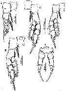 Species Pseudodiaptomus poplesia - Plate 3 of morphological figures