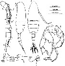 Espce Pseudodiaptomus poplesia - Planche 5 de figures morphologiques
