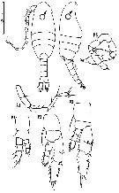 Espce Metridia okhotensis - Planche 4 de figures morphologiques