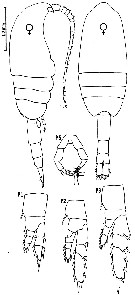 Espce Metridia okhotensis - Planche 3 de figures morphologiques
