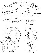 Species Gaussia princeps - Plate 7 of morphological figures