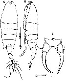 Espce Tortanus (Eutortanus) derjugini - Planche 12 de figures morphologiques