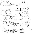 Espce Parastephos esterlyi - Planche 1 de figures morphologiques