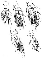 Espce Ridgewayia typica - Planche 2 de figures morphologiques