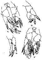 Espce Ridgewayia typica - Planche 3 de figures morphologiques