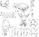 Espce Pontellina plumata - Planche 18 de figures morphologiques