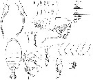 Espce Pontellina plumata - Planche 19 de figures morphologiques