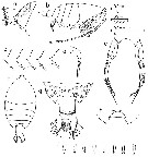 Espce Pontellina platychela - Planche 1 de figures morphologiques