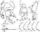 Espce Pontellina platychela - Planche 2 de figures morphologiques
