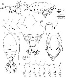 Espce Pontellina sobrina - Planche 1 de figures morphologiques