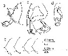Espce Pontellina sobrina - Planche 2 de figures morphologiques
