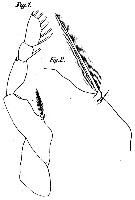 Espce Corycaeus (Urocorycaeus) longistylis - Planche 5 de figures morphologiques