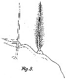 Espce Corycaeus (Urocorycaeus) longistylis - Planche 7 de figures morphologiques