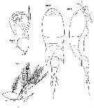 Espce Corycaeus (Corycaeus) clausi - Planche 4 de figures morphologiques