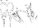 Espce Corycaeus (Corycaeus) clausi - Planche 5 de figures morphologiques