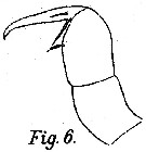 Espce Corycaeus (Monocorycaeus) robustus - Planche 8 de figures morphologiques