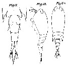 Espce Corycaeus (Ditrichocorycaeus) subtilis - Planche 3 de figures morphologiques
