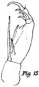 Espce Corycaeus (Ditrichocorycaeus) subtilis - Planche 4 de figures morphologiques