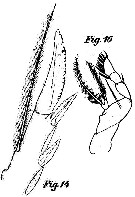 Espce Corycaeus (Ditrichocorycaeus) subtilis - Planche 5 de figures morphologiques
