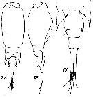 Espce Corycaeus (Ditrichocorycaeus) minimus - Planche 2 de figures morphologiques