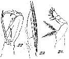 Espce Corycaeus (Ditrichocorycaeus) minimus - Planche 3 de figures morphologiques