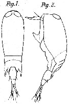 Species Corycaeus (Ditrichocorycaeus) minimus - Plate 5 of morphological figures