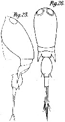 Espce Corycaeus (Ditrichocorycaeus) africanus - Planche 1 de figures morphologiques